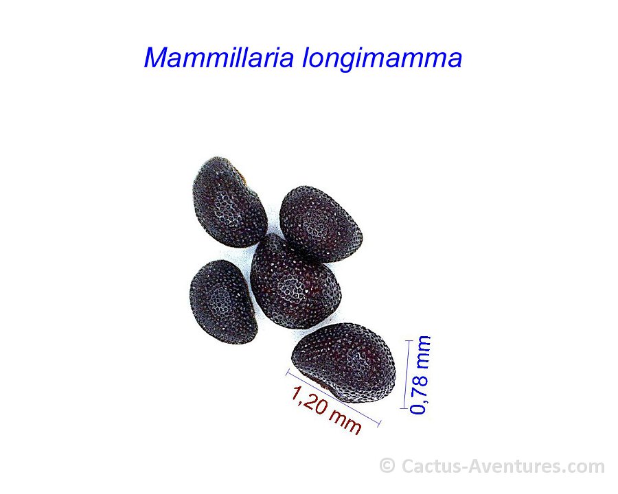 Mammillaria longimamma (Dolichothele)